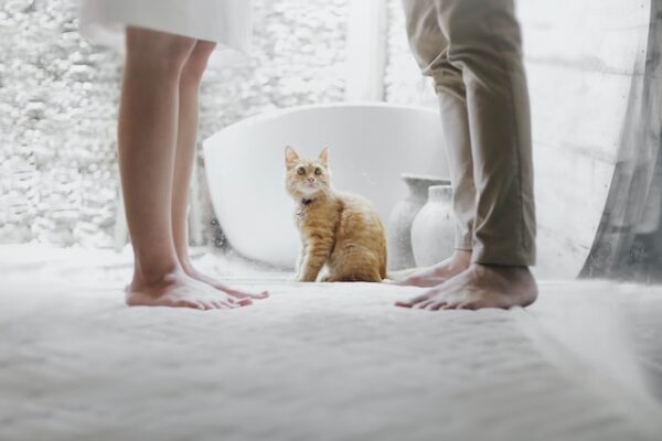 Cat looks concerned about couple discussing divorce